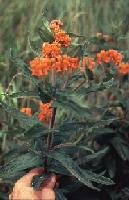 Butterfly Weed, 
Asclepias tuberosa
Biology 130 Plant ID, 
biology.uwsp.edu/plantid/