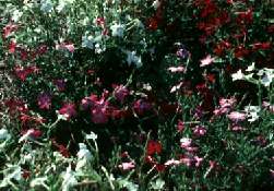 CLICK HERE FOR LARGER PHOTO 
Nicotiana x sanderae (Domino Mix)
Dr. Leonard Perry,  Dept. Plant and 
Soil Science, University of Vermont