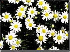 Roman Chamomile - a perennial, (Chamaemilum nobile) 
� gardenguides.com