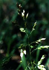 Sweetgrass 
(Hierochloe odorata), 
Northern Prairie, 
Wildlife Research Center