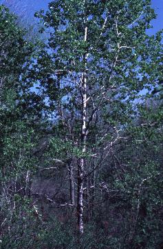 Aspen, Populus tremuloides 
or grandidentata  
Biology 130 Plant ID, 
biology.uwsp.edu/plantid/