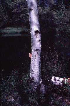 Birch, Betula spp.
 Biology 130 Plant ID, 
biology.uwsp.edu/plantid/