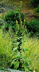 Mullein  (Verbascum thapsus)
� 1998 Province of 
British Columbia, Ministry of 
Agriculture and Food