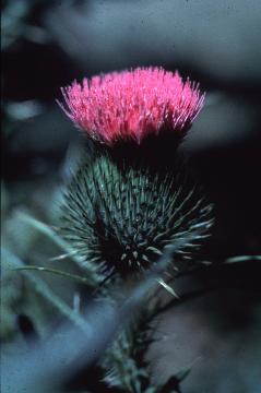 Thistle, Cirsium spp. 
 Biology 130 Plant ID, 
biology.uwsp.edu/plantid/