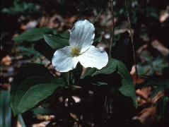 Trillium spp., Biology 130 Plant ID, 
biology.uwsp.edu/plantid/