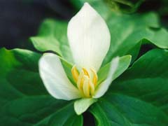 Sweet Trillium  (Trillium albidum) 
� plants.montara.com/