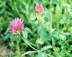 Red Clover � http://buglady.clc.uc.edu/index.htm