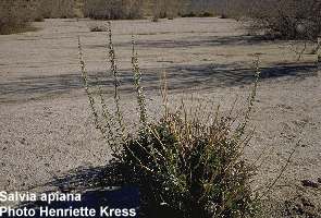 Salvia aplaria 
Sagebrush