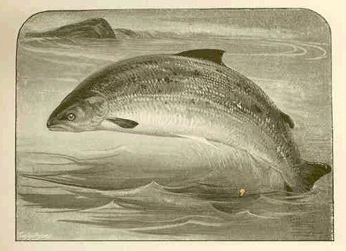 [Leaping Salmon], 
Title Page of The Salmon by A.E.Gathorne-Hardy, c.1898 from Univ. of Washington 
Library - The Image Bank