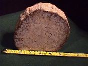 Palm Trunk from Florida, 
Royal Scepter Gems & Minerals 
of Silver City NM