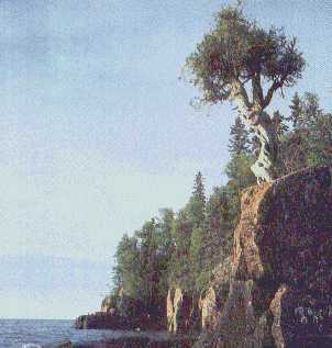 Cedar photo from site 
by Paula Geise